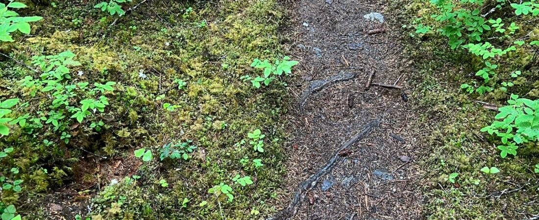 Recognize & Follow Your Leadership Path